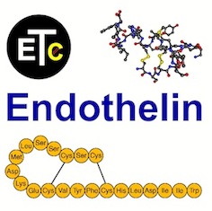 The International Conferences on Endothelin